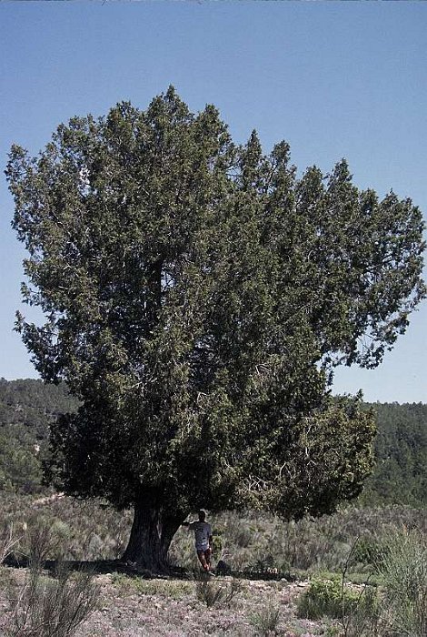 Juniperus thurifera (4)